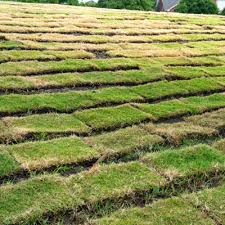 Water long enough to soak the top 1/2 inch of soil, and keep it consistently moist. Success With New Sod Neil Sperry S Gardens
