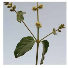 Image result for Pupalia micrantha