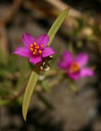 Image result for Portulaca kermesina