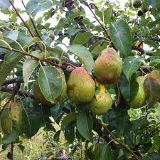 The blossoms are clusters of tiny white flowers. Identifying Pears By Their Leaves General Fruit Growing Growing Fruit