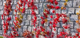 We did not find results for: Top 12 Climbers For North Facing Walls Shade Loving Pyracantha Co Uk