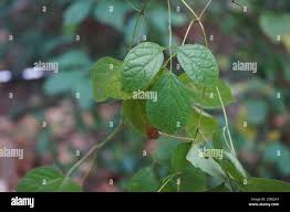 Image result for Ampelocissus abyssinica