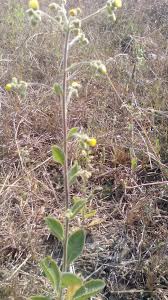 Image result for Blumea