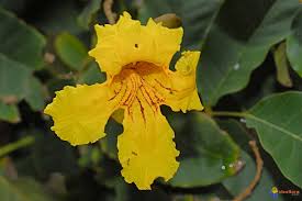 Image result for Markhamia tomentosa