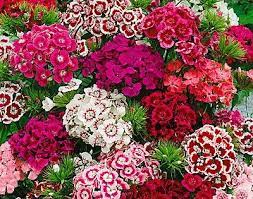 Dianthus Indian Carpet Sweet William Flowers Fast Growing Flowers Flower Seeds