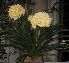Image result for clivia