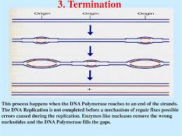  dna must be replicated exactly  all somatic cells that undergo mitosis get a new strand of dna and an old one  this occurs in the s phase of interphase  cannot be accomplished without the aid of enzymes. Dna Rna Protein Prezentaciya Onlajn