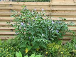 Image result for Nicandra