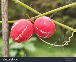 Image result for Zehneria