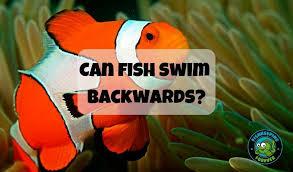 Maybe you would like to learn more about one of these? Can Fish Swim Backwards Fish Swimming Saltwater Aquarium Fish Fish Pet