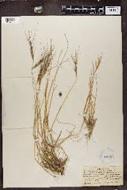 Image result for Acroceras amplectens