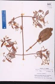 Image result for Hippocratea indica