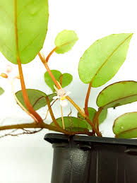 Image result for Begonia elaeagnifolia