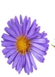 Image result for Haumaniastrum katangense