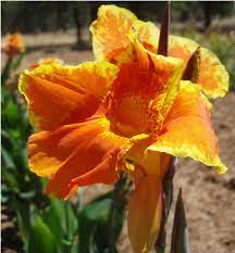 Maybe you would like to learn more about one of these? 4 Orange And Yellow Canna Lily Division S Tall Heirloom Lily Tropical Flowers On Popscreen