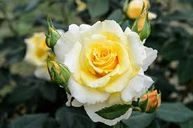 With regards to landscape design or home decor, yellow is known as a warm color whose presence offers stimulating effects to all that look at the shade. Yellow Roses To Grow Gardenersworld Com Bbc Gardeners World Magazine