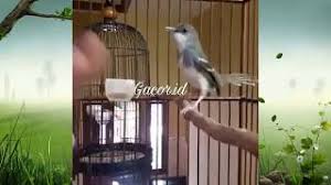 Sebenarnya jenisnya tidak banyak, nama lain yang dijulukan pada burung ini cukup beragam dan hampir berbeda di tiap daerahnya. Ciblek Gacor Ngebremm Mental Baja Masteran Ciblek Gacor Youtube