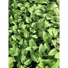 We did not find results for: Buy Pokok Omega Sacha Inchi Seetracker Malaysia