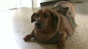 And his name is also teddy. Apparently This Matters Obie The Obese Dog Cnn
