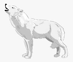 Ethiopian wolf is a canid and found in ethiopian highlands. Wolves Clipart Real Wolf White Wolf Clipart White Wolf Howl Png Transparent Png Kindpng