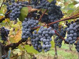 Image result for Vitis vinifera