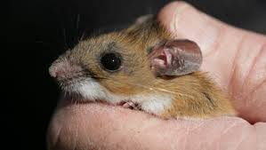 Hps is a severe respiratory illness caused by hantaviruses spread by rodents. Michigan S First Case Of Sin Nombre Hantavirus Confirmed In Washtenaw