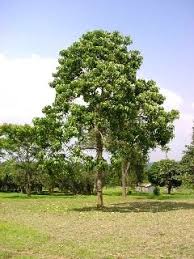 Image result for Aleurites