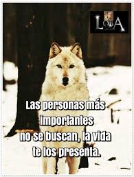 Pin De Slj En Fav Quotes Frases Bonitas Frases De Lobos Frases Motivadoras