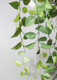 Buy the best and latest fake philodendron plant on banggood.com offer the quality fake philodendron plant on sale with worldwide free shipping. Artificial Plants Faux Philodendron Hanging Plants Afloral Com