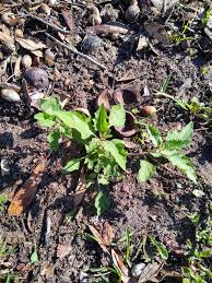 A volunteer￼￼ seedling in a friend's native garden. Uki, New South Wales,  Australia