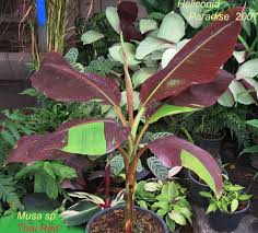Image result for Musa sp. (Ornamental bananas)