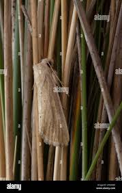 Image result for Photedes extrema