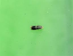 Image result for Stigmella floslactella