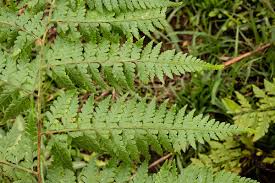 Image result for Microlepia speluncae