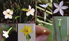 Image result for Exochaenium platypterum