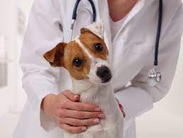 As a pet owner, a trip to a 24 hour emergency vet clinic in singapore is daunting, no matter how many times you've been there. 24 Hour Vet In Singapore Advanced Vetcare Veterinary Centre