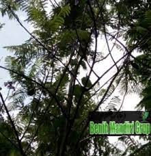 Sebagai tanaman yang bertekstur keras bambu juga termasuk pohon yang tidak memerlukan banyak perawatan ketika sudah. Jual Bibit Tanaman Jakarta Harga Grosir Bibit Tanaman Unggul