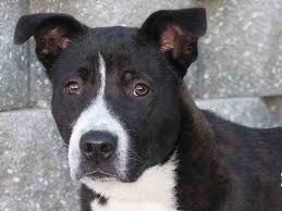 Black And White Jack Russell Terrier Lab Mix 26 Unreal Labrador Cross Breeds You Have To See To Believe Pitbull Mix Puppies Labrador Retriever Mix Unique Dog Breeds
