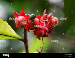 Image result for Chloris mossambicensis