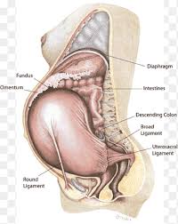 Piriformis muscle anatomy ultrasound 12 photos of the piriformis muscle anatomy ultrasound piriformis muscle anatomy ultrasound, human muscles, piriformis muscle anatomy ultrasound. Round Ligament Of Uterus Pregnancy Round Ligament Pain Groin Pregnancy Human Anatomy Png Pngegg