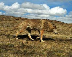 Over 33,296 wolf pictures to choose from, with no signup needed. Should The Himalayan Wolf Be Classified As A New Species Science Smithsonian Magazine