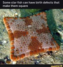 Some Star Fish Can Have Birth Defects That Make Them Square Ifunny Is This Loss Brain Freeze Funny Animal Memes