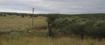 Image result for Chascanum adenostachyum