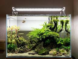 Beautiful Nano Simple Forest Style Nano Scape Setup Aquariums Paludarium Animaux De Compagnie