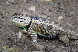 Arizona Lizard Black And White Tail Desert Spiny Lizard Male C R C Clark Dancing Snake Nature Photography All Rights Reserved Tucson Az Dancingsnakenatureph Lizard Nature Photography Animals