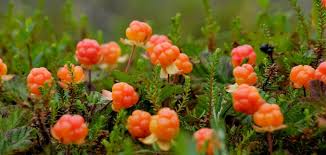 Découvrez ces petits fruits pleins de. Cranberries Myrtilles Goji Ces Baies Qui Nous Veulent Du Bien