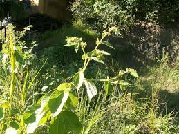 Image result for Triumfetta pentandra