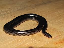 Image result for Triainolepis africana