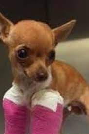 86 Best Fur Babies That Need Our Help Images Animals Fur Babies Dogs