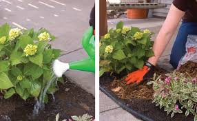 This keeps the flowers upright and stops them getting too top heavy. Everything You Need To Know About Hydrangeas